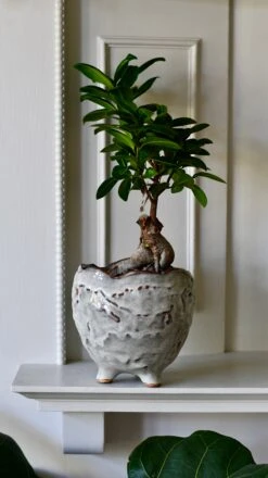 Ficus Retusa (Ginseng Bonsai Tree) -Happy House Plants Sale Store DSC 1680