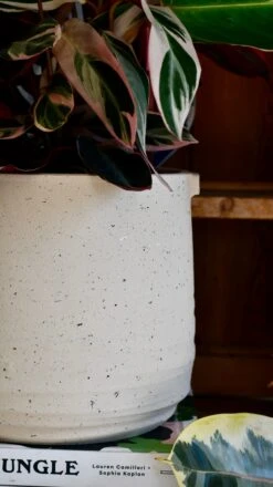 Oat Stoneware Handle Planter (21cm Pot) 10 Oat Stoneware Handle Planter (21cm Pot) -Happy House Plants Sale Store DSC 1703 0f4381d1 3e99 49dd 963a 4e530453a458