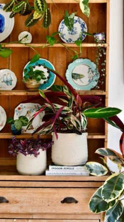 Oat Stoneware Handle Planter (21cm Pot) 9 Oat Stoneware Handle Planter (21cm Pot) -Happy House Plants Sale Store DSC 1705