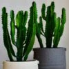 Euphorbia Trigona ('African Milk Tree')