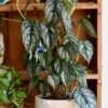 Philodendron Brandtianum On Moss Pole