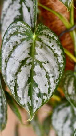 Philodendron Brandtianum On Moss Pole 10 Philodendron Brandtianum On Moss Pole -Happy House Plants Sale Store DSC 1729