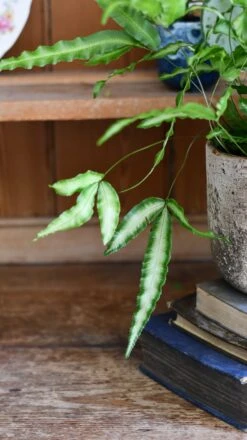 Pteris Cretica 'Albolineata', Silver Ribbon Fern -Happy House Plants Sale Store DSC 1734