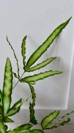 Pteris Cretica 'Albolineata', Silver Ribbon Fern -Happy House Plants Sale Store DSC 1741