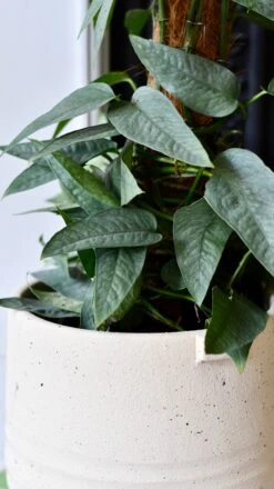 Cebu Blue On Moss Pole (Cebu Blue Pothos, Epipremnum Pinnatum) -Happy House Plants Sale Store DSC 1748