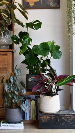 Slate Grey Stoneware Handle Planter (21cm Pot) -Happy House Plants Sale Store DSC 1753