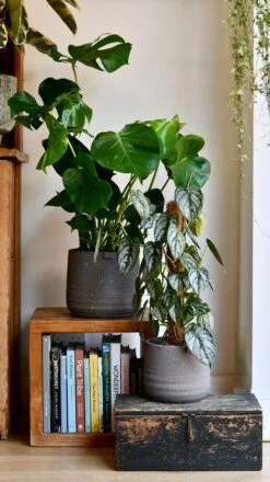 Slate Grey Stoneware Handle Planter (21cm Pot) -Happy House Plants Sale Store DSC 1754 289a7f36 6b46 4d81 8702 ad97dae1d2ea