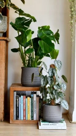 Slate Grey Stoneware Handle Planter (17cm) -Happy House Plants Sale Store DSC 1755