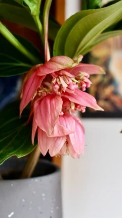 XL Medinilla Magnifica (Philippine Orchid) -Happy House Plants Sale Store DSC 1768