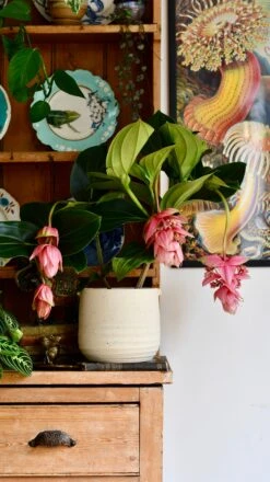 XL Medinilla Magnifica (Philippine Orchid) -Happy House Plants Sale Store DSC 1774