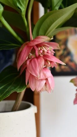 XL Medinilla Magnifica (Philippine Orchid) -Happy House Plants Sale Store DSC 1776