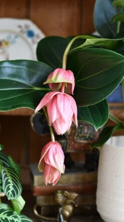XL Medinilla Magnifica (Philippine Orchid) -Happy House Plants Sale Store DSC 1777