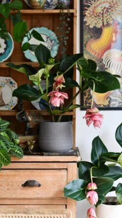 XL Medinilla Magnifica (Philippine Orchid) -Happy House Plants Sale Store DSC 1779