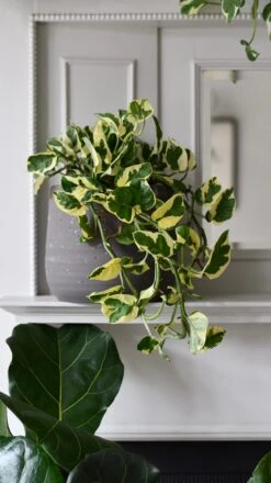 Epipremnum Njoy, Variegated Devils Ivy -Happy House Plants Sale Store DSC 1782