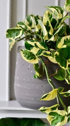 Epipremnum Njoy, Variegated Devils Ivy -Happy House Plants Sale Store DSC 1783