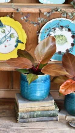 Philodendron Mccolley's Finale -Happy House Plants Sale Store DSC 1793