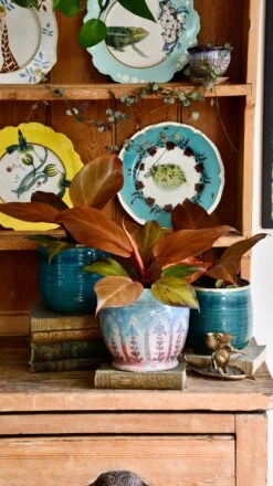 Philodendron Mccolley's Finale -Happy House Plants Sale Store DSC 1796