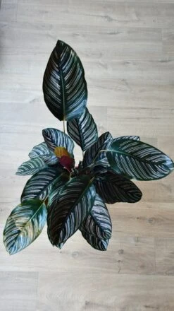 Calathea Ornata (pinstripe, Peacock, Zebra, Or Cathedral Plant) -Happy House Plants Sale Store DSC 1809