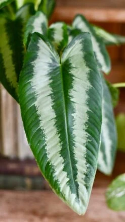 Schismatoglottis Wallichi 'Drop Tongue Plant' -Happy House Plants Sale Store DSC 1863