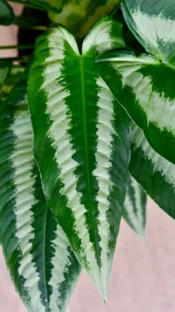 Schismatoglottis Wallichi 'Drop Tongue Plant' -Happy House Plants Sale Store DSC 1869