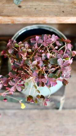 Oxalis Spiralis Vulcanicola 'Plum Crazy' -Happy House Plants Sale Store DSC 1880