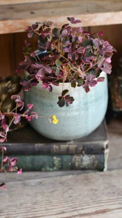 Oxalis Spiralis Vulcanicola 'Plum Crazy' -Happy House Plants Sale Store DSC 1883
