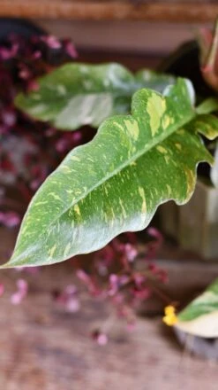 Philodendron 'Ring Of Fire' -Happy House Plants Sale Store DSC 1899