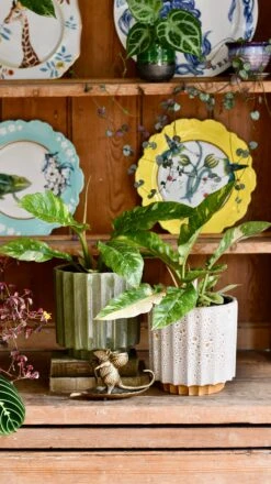 Philodendron 'Ring Of Fire' -Happy House Plants Sale Store DSC 1901