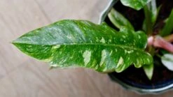 Philodendron 'Ring Of Fire' -Happy House Plants Sale Store DSC 1911