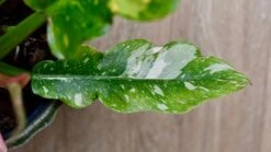 Philodendron 'Ring Of Fire' -Happy House Plants Sale Store DSC 1912