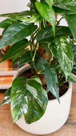 Epipremnum Pinnatum Variegated On Moss Pole | Variegated Pothos | Happy Houseplants -Happy House Plants Sale Store DSC 1916