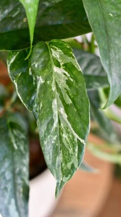 Epipremnum Pinnatum Variegated On Moss Pole | Variegated Pothos | Happy Houseplants -Happy House Plants Sale Store DSC 1917