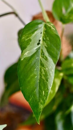 Epipremnum Pinnatum Variegated On Moss Pole | Variegated Pothos | Happy Houseplants -Happy House Plants Sale Store DSC 1918
