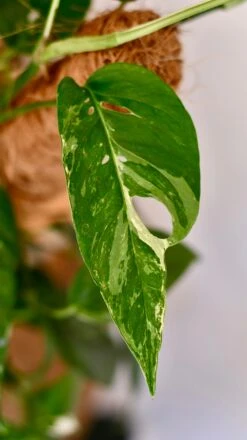 Epipremnum Pinnatum Variegated On Moss Pole | Variegated Pothos | Happy Houseplants -Happy House Plants Sale Store DSC 1919