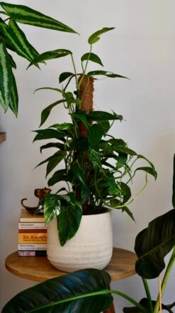 Epipremnum Pinnatum Variegated On Moss Pole | Variegated Pothos | Happy Houseplants -Happy House Plants Sale Store DSC 1920