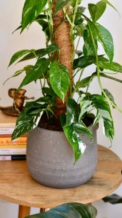 Epipremnum Pinnatum Variegated On Moss Pole | Variegated Pothos | Happy Houseplants -Happy House Plants Sale Store DSC 1925