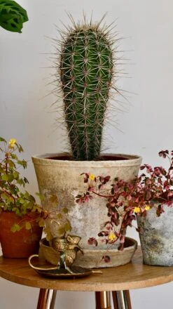 Pachycereus Pringlei, Cardon Cactus Or Mexican Giant Cardon -Happy House Plants Sale Store DSC 1932