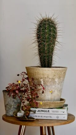 Pachycereus Pringlei, Cardon Cactus Or Mexican Giant Cardon -Happy House Plants Sale Store DSC 1937
