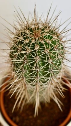 Pachycereus Pringlei, Cardon Cactus Or Mexican Giant Cardon -Happy House Plants Sale Store DSC 1941