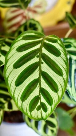 Calathea Makoyana (also Known As Peacock Plant Or Cathedral Windows) -Happy House Plants Sale Store DSC 1955
