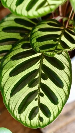 Calathea Makoyana (also Known As Peacock Plant Or Cathedral Windows) -Happy House Plants Sale Store DSC 1956