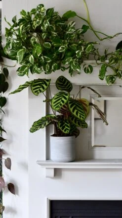 Calathea Makoyana (also Known As Peacock Plant Or Cathedral Windows)