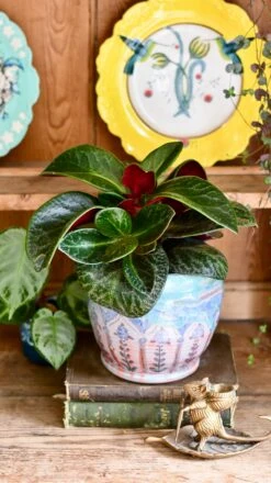 Crassula Streyi Tolkien ( Pondo Cliff Crassula Or Pondoland Crassula) -Happy House Plants Sale Store DSC 1979