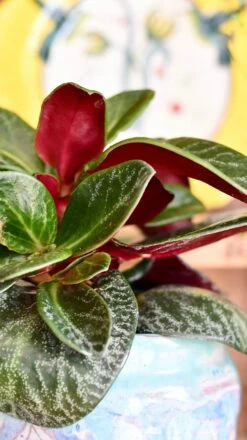 Crassula Streyi Tolkien ( Pondo Cliff Crassula Or Pondoland Crassula)