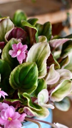 Saintpaulia Variegata 'Variegated African Violet' (Rare) -Happy House Plants Sale Store DSC 1991