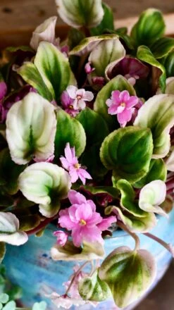 Saintpaulia Variegata 'Variegated African Violet' (Rare) -Happy House Plants Sale Store DSC 1993