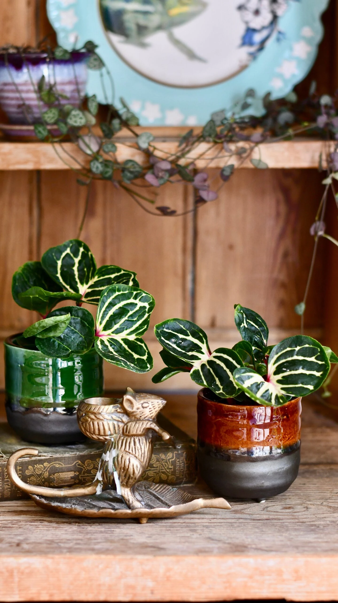 Iresine Herbstii Funnygold 2 Iresine Herbstii Funnygold - Image 2