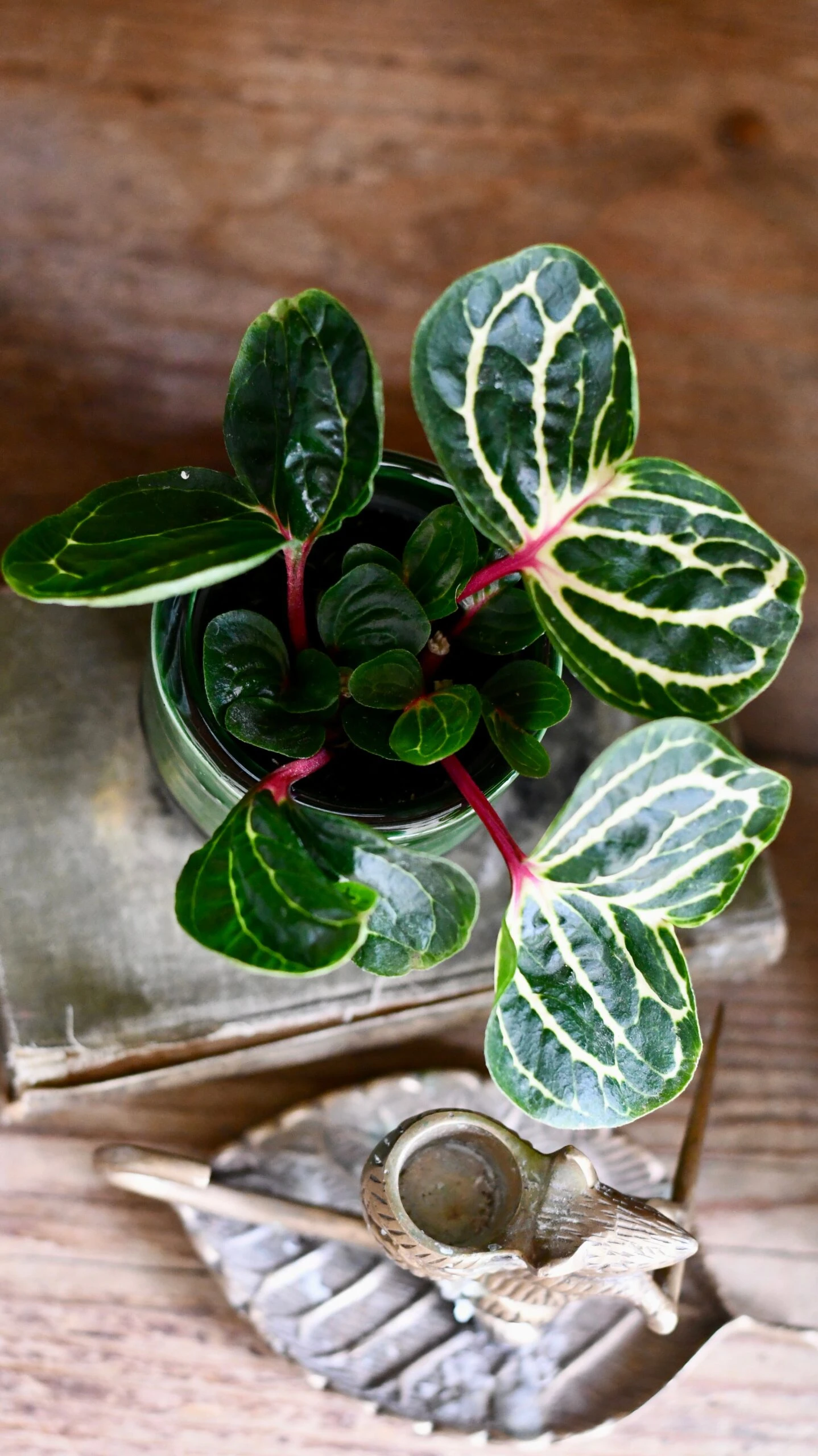 Iresine Herbstii Funnygold 1 Iresine Herbstii Funnygold