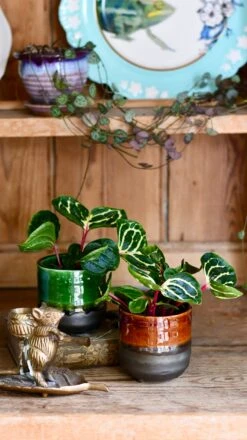 Iresine Herbstii Funnygold 7 Iresine Herbstii Funnygold -Happy House Plants Sale Store DSC 2022