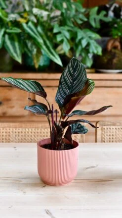 Calathea Sanderiana - Pinstripe - Prayer Plant -Happy House Plants Sale Store DSC 2045